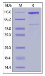Human LRP-6 (20-630), Mouse IgG2a Fc Tag on SDS-PAGE under reducing (R) condition. The gel was stained overnight with Coomassie Blue. The purity of the protein is greater than 90%.